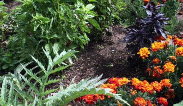 Rec & Parks Offers Spring Gardening Classes Under New Urban Agriculture Program