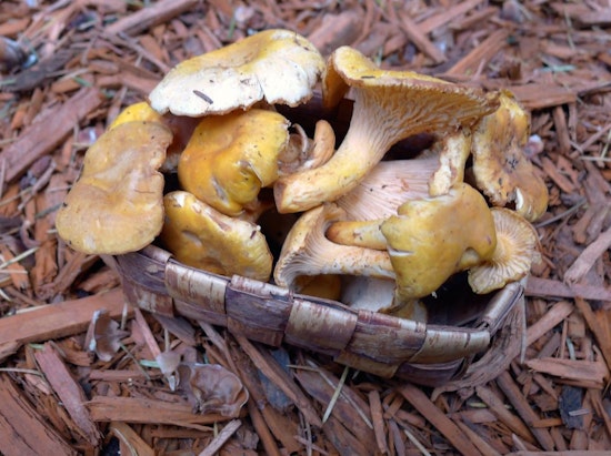Sunset Weekend: Mushrooms, Vintage Baseball, War Crimes & Criminal Justice Economics
