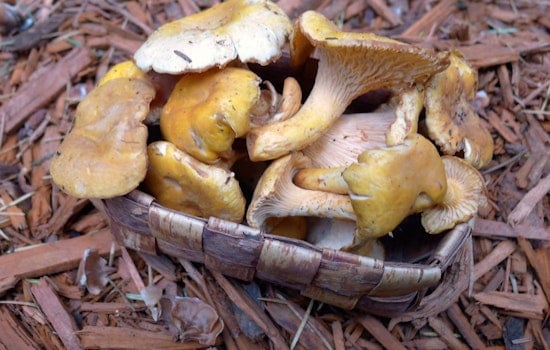 Sunset Weekend: Mushrooms, Vintage Baseball, War Crimes & Criminal Justice Economics