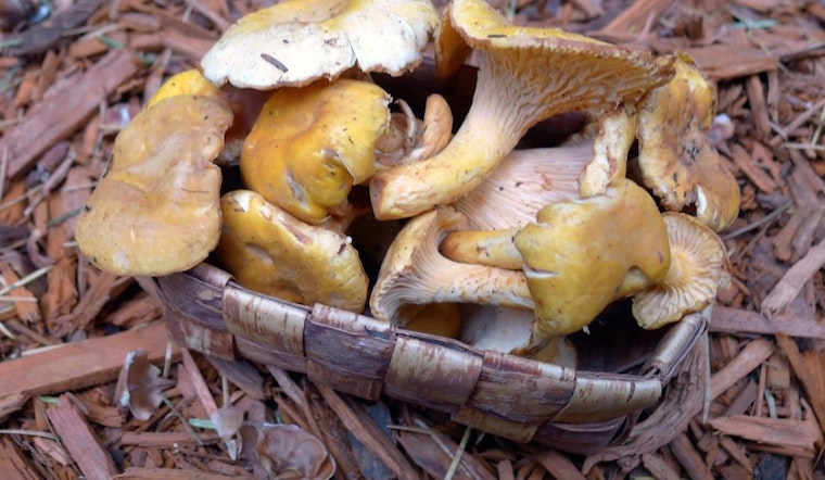 Sunset Weekend: Mushrooms, Vintage Baseball, War Crimes & Criminal Justice Economics