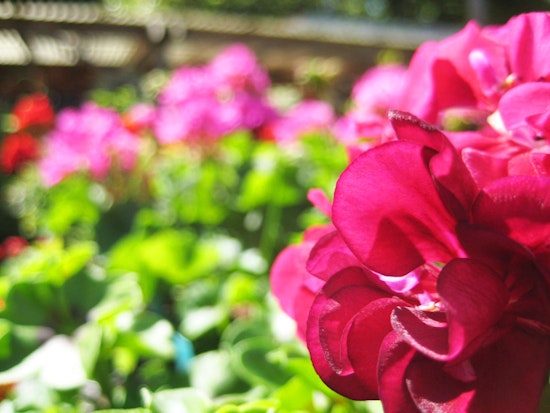 Castro Gardening: Expert Tips For Drought And Spring Planting