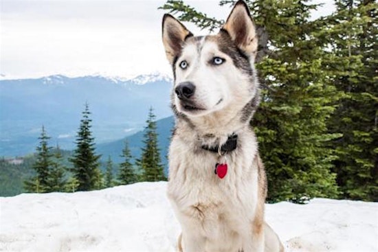 Want to adopt a pet? Here are 5 cuddly canines to adopt now in Seattle