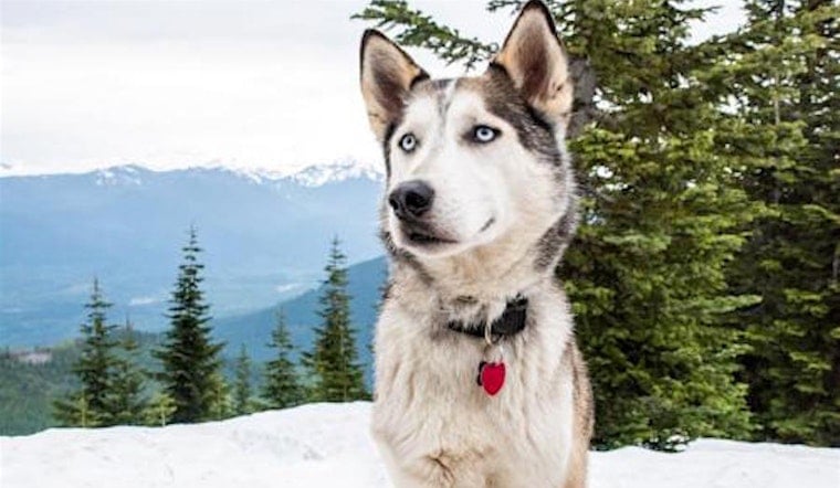 Want to adopt a pet? Here are 5 cuddly canines to adopt now in Seattle