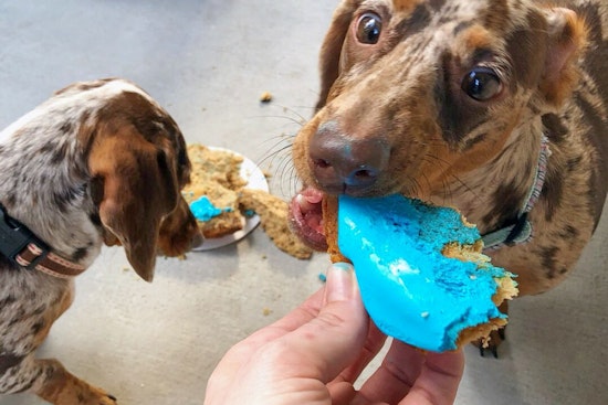 Woof Gang Bakery & Grooming is now open in West University