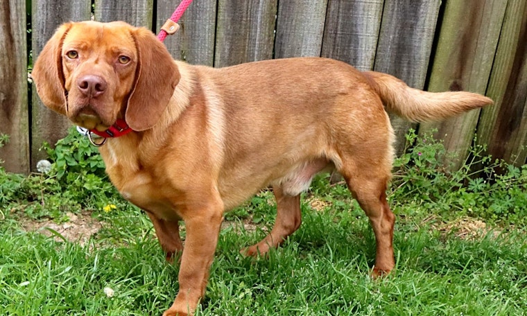 Want to adopt a pet? Here are 6 cuddly canines to adopt now in Nashville