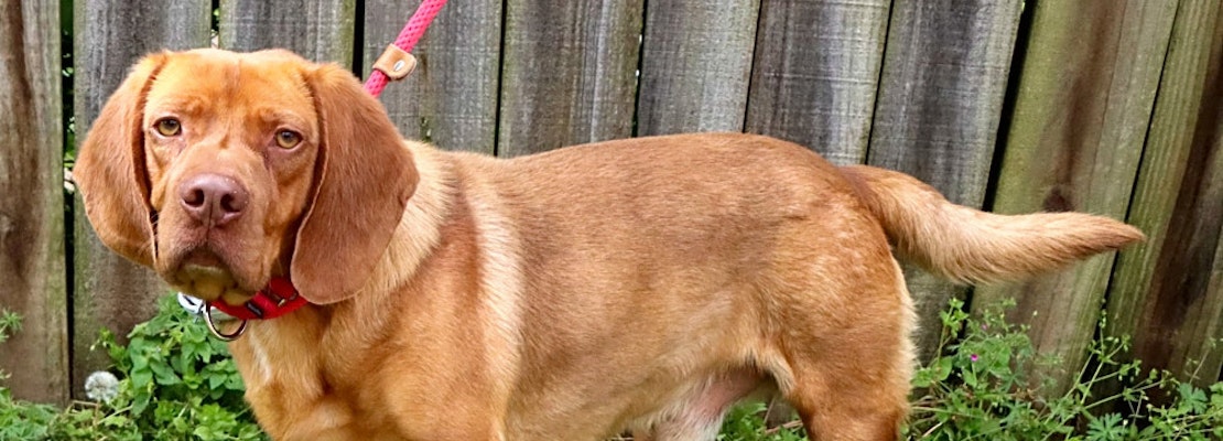 Want to adopt a pet? Here are 6 cuddly canines to adopt now in Nashville