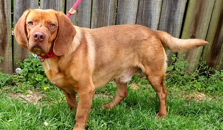 Want to adopt a pet? Here are 6 cuddly canines to adopt now in Nashville