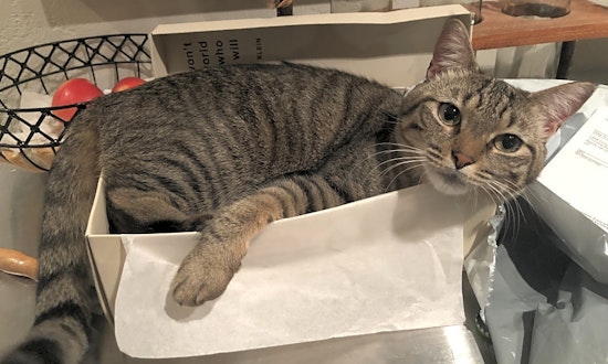These Atlanta-based cats are up for adoption and in need of a good home