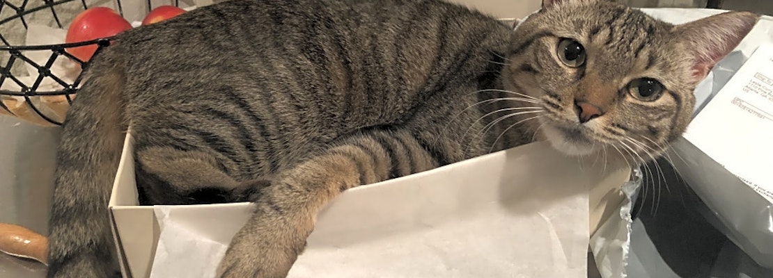 These Atlanta-based cats are up for adoption and in need of a good home