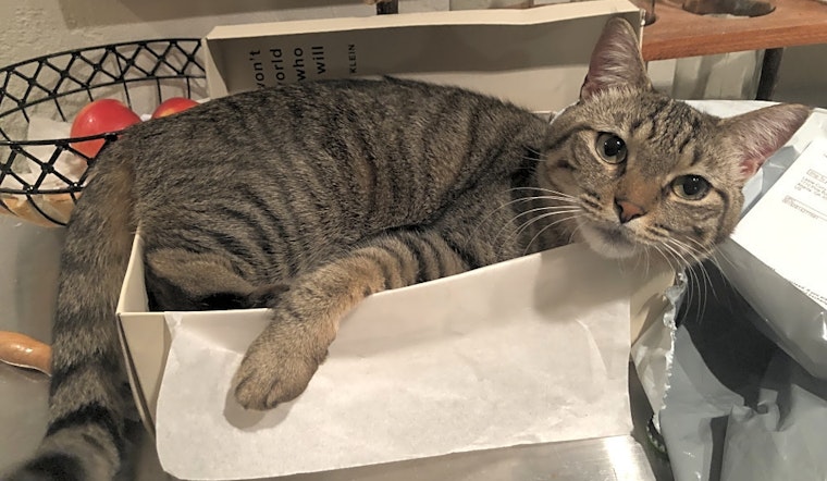 These Atlanta-based cats are up for adoption and in need of a good home