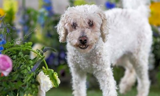 Want to adopt a pet? Here are 5 cuddly canines to adopt now in Philadelphia