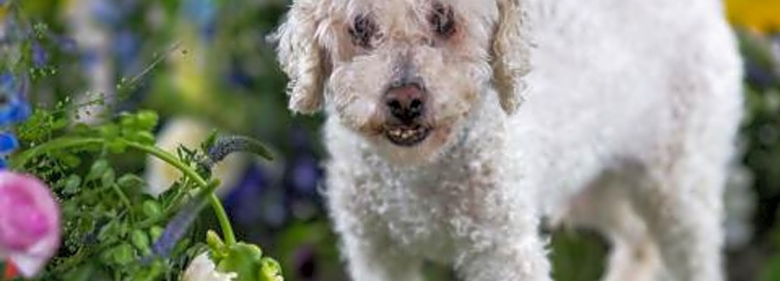 Want to adopt a pet? Here are 5 cuddly canines to adopt now in Philadelphia