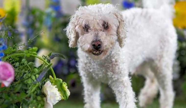 Want to adopt a pet? Here are 5 cuddly canines to adopt now in Philadelphia