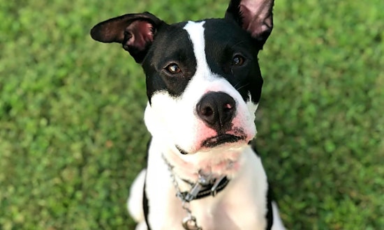 These Orlando-based pups are up for adoption and in need of a good home