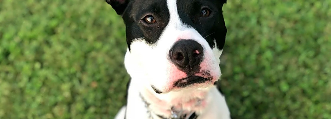 These Orlando-based pups are up for adoption and in need of a good home