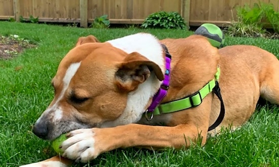 These Chicago-based pups are up for adoption and in need of a good home
