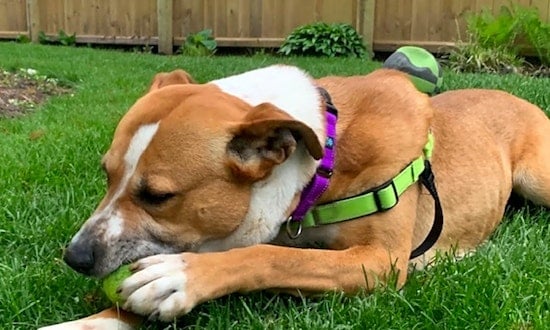 These Chicago-based pups are up for adoption and in need of a good home