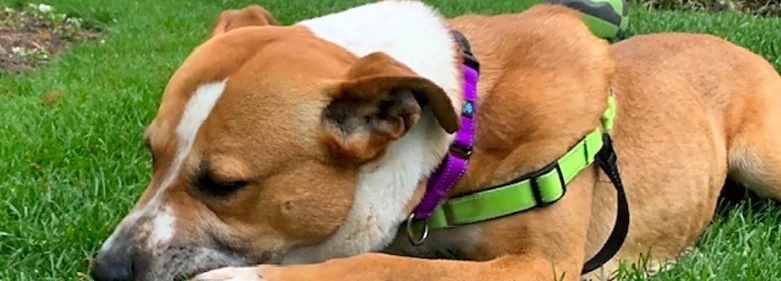 These Chicago-based pups are up for adoption and in need of a good home