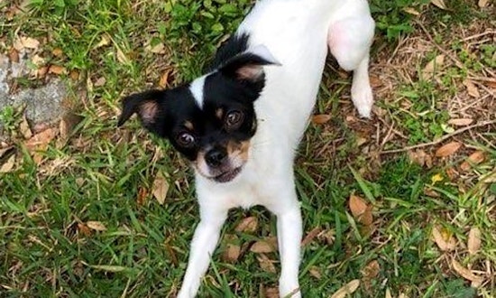 4 cuddly canines to adopt now in Tampa