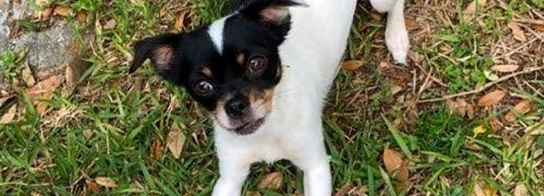 4 cuddly canines to adopt now in Tampa