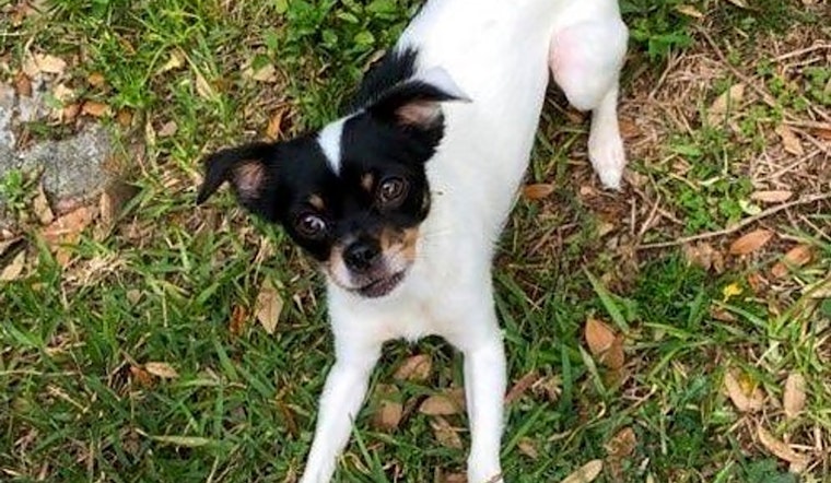 4 cuddly canines to adopt now in Tampa