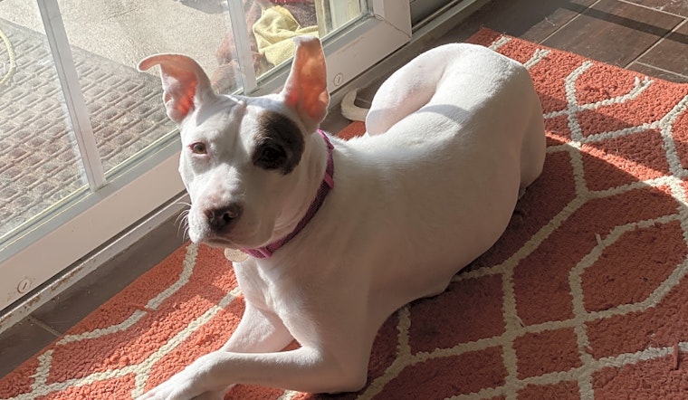5 cuddly canines to adopt now in Cleveland
