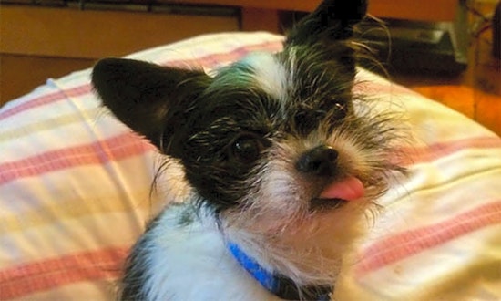 Looking to adopt a pet? Here are 5 delightful doggies to adopt now in Durham