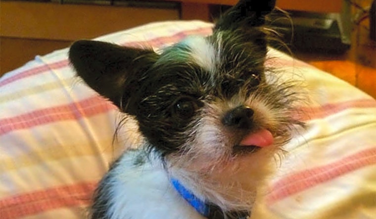 Looking to adopt a pet? Here are 5 delightful doggies to adopt now in Durham