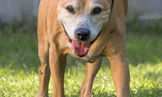 3 lovable pups to adopt now in Jacksonville