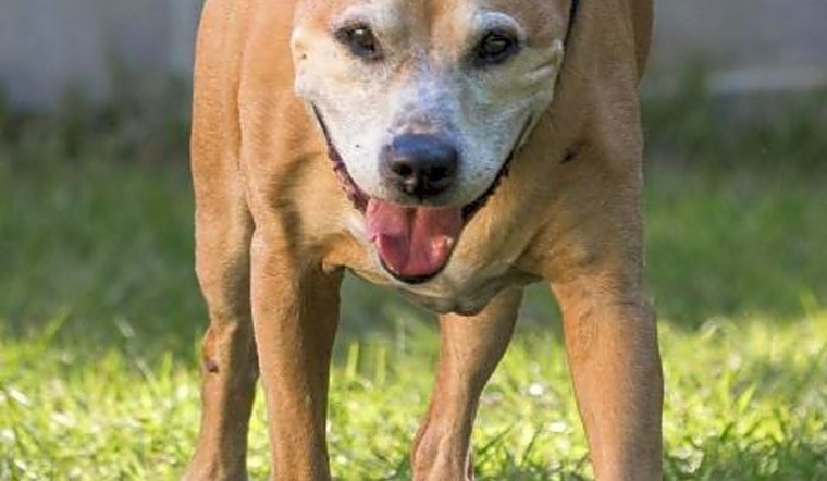 3 lovable pups to adopt now in Jacksonville