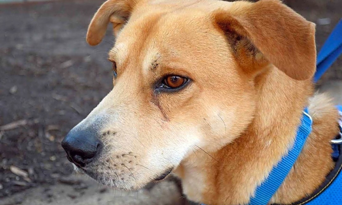 These Washington-based dogs are up for adoption and in need of a good home