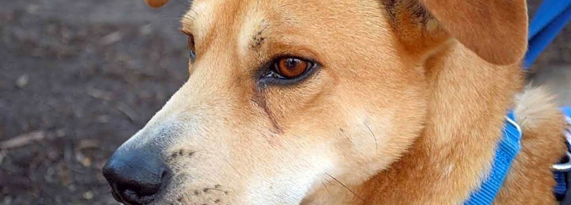 These Washington-based dogs are up for adoption and in need of a good home