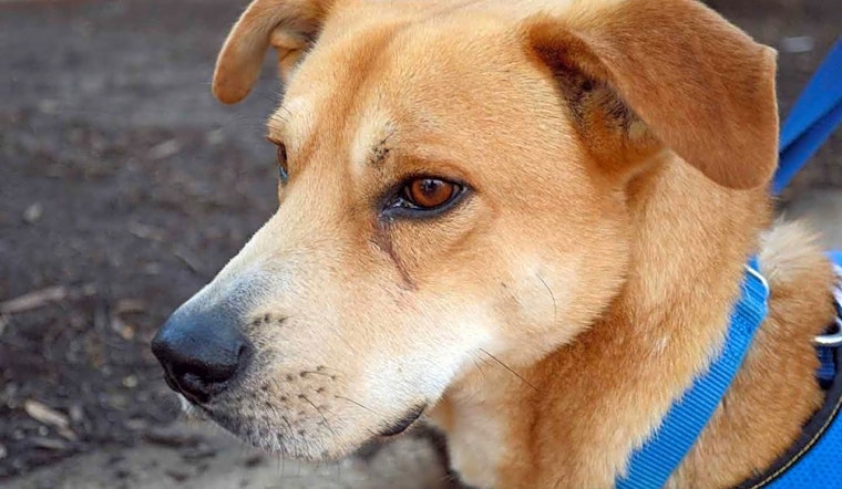These Washington-based dogs are up for adoption and in need of a good home
