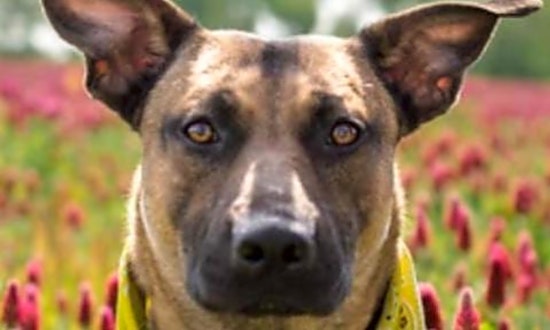 Want to adopt a pet? Here are 5 cuddly canines to adopt now in St. Louis
