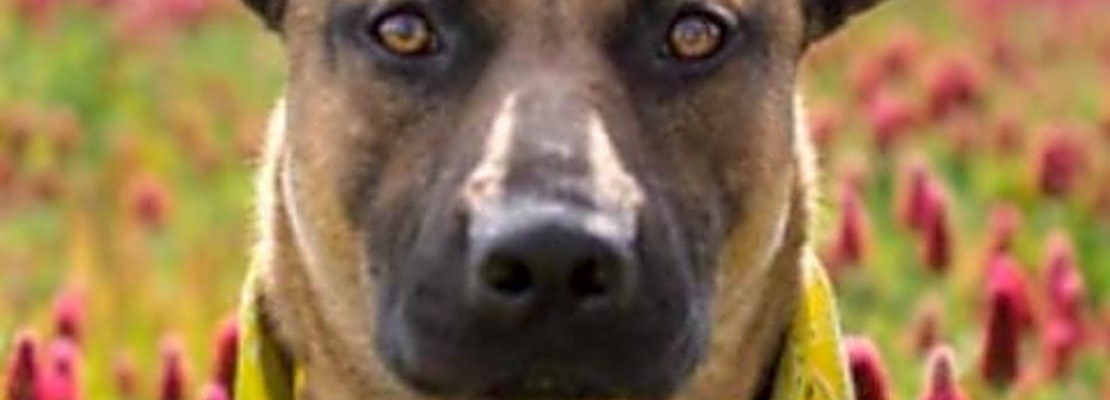 Want to adopt a pet? Here are 5 cuddly canines to adopt now in St. Louis