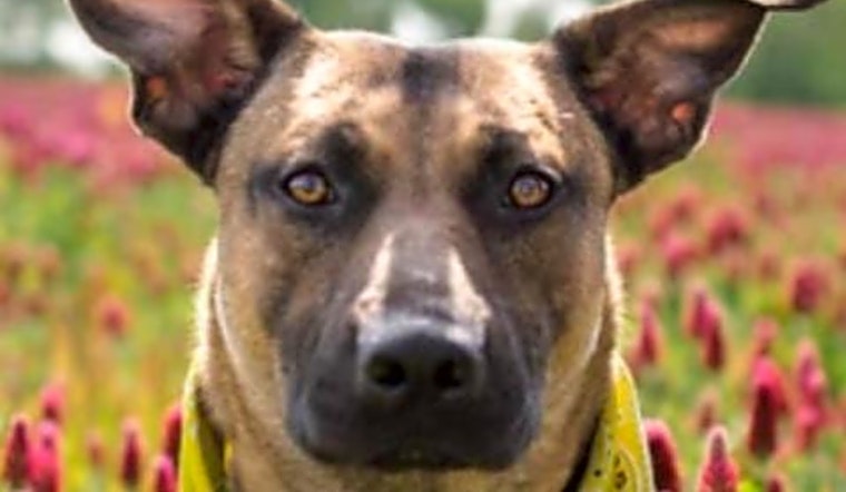 Want to adopt a pet? Here are 5 cuddly canines to adopt now in St. Louis