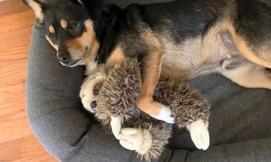 These Raleigh-based pups are up for adoption and in need of a good home