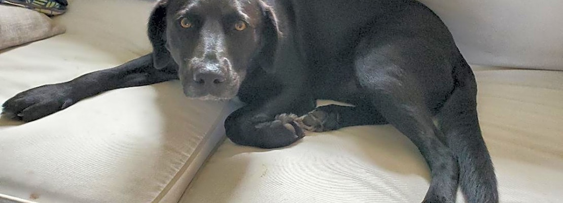 These Indianapolis-based pups are up for adoption and in need of a good home