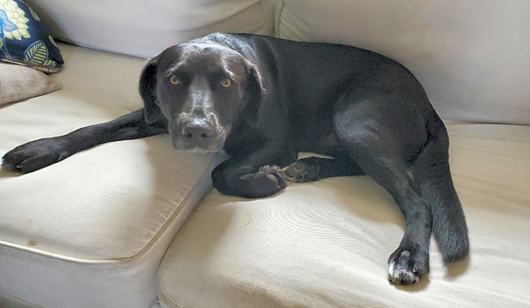 These Indianapolis-based pups are up for adoption and in need of a good home
