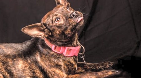 These Charlotte-based canines are up for adoption and in need of a good home