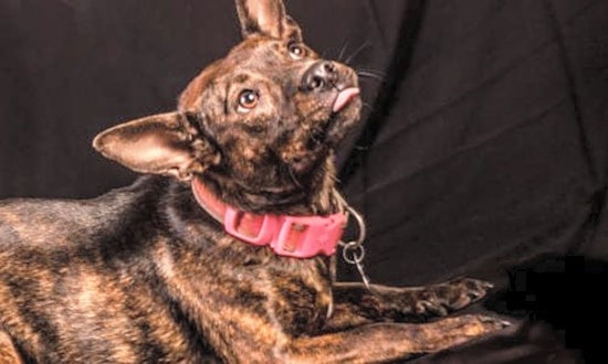 These Charlotte-based canines are up for adoption and in need of a good home