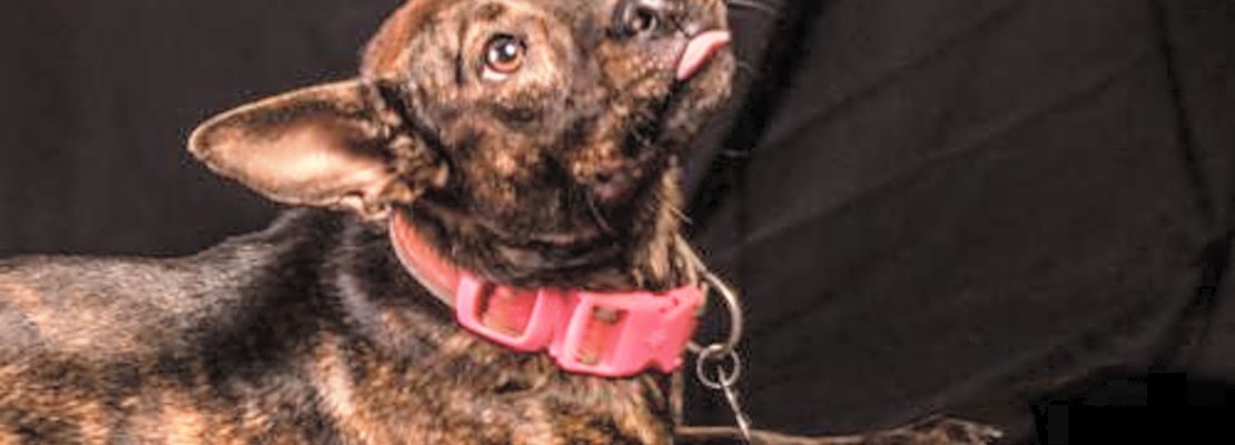 These Charlotte-based canines are up for adoption and in need of a good home