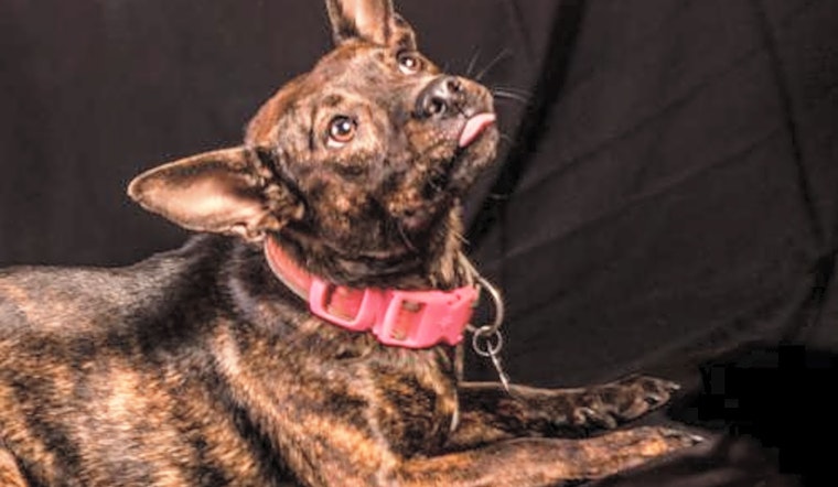 These Charlotte-based canines are up for adoption and in need of a good home