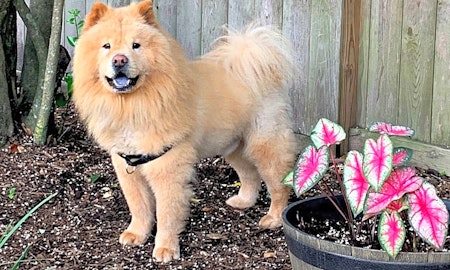 Looking to adopt a pet? Here are 7 lovable pups to adopt now in Houston