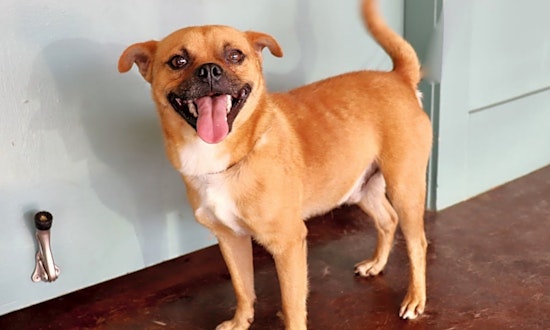 Want to adopt a pet? Here are 7 cuddly canines to adopt now in San Antonio