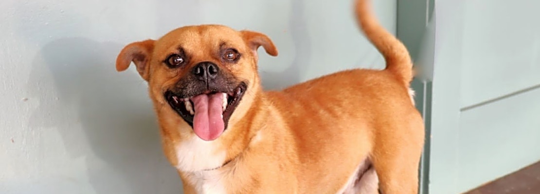 Want to adopt a pet? Here are 7 cuddly canines to adopt now in San Antonio