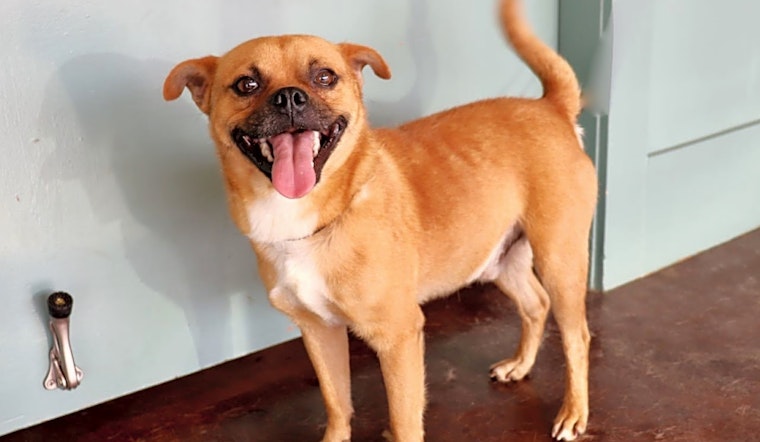 Want to adopt a pet? Here are 7 cuddly canines to adopt now in San Antonio