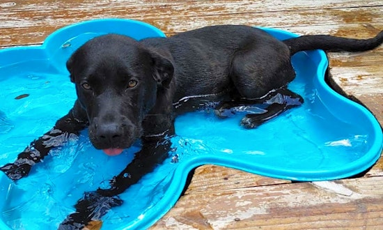 7 delightful doggies to adopt now in Dallas
