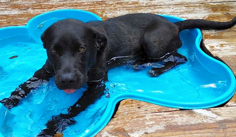 7 delightful doggies to adopt now in Dallas