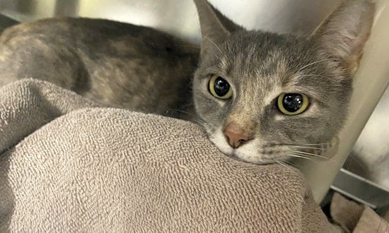 Looking to adopt a pet? Here are 3 cool kitties to adopt now in Jersey City